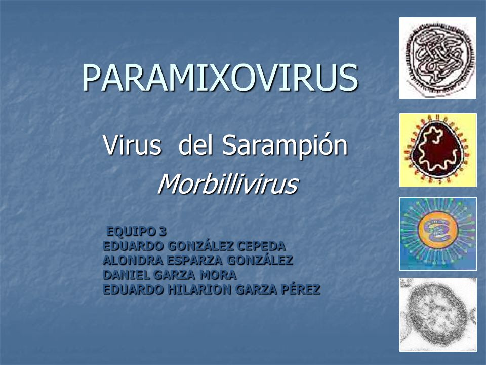 como se replica el virus del sarampion como se replica el virus del sarampion